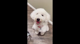 Check out the antics of unbelievable dog who knows how to do perfect shopping!