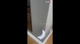 Woman plays trending 'Stanger Danger' cat prank on cat and sets TikTok on fire!
