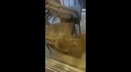 When you leave dinner plates on balcony at a hill station *Monkey INVASION!*