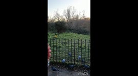 Feeding a parrot in Hyde Park, London