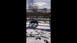 A Labrador rolls around in the snow and rolling over her ball