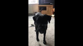 A Labrador is playing with an apple instead of eating it and becomes mesmerised