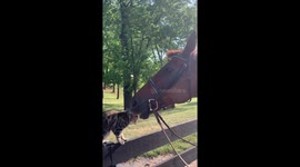 Unlikely Animal Friendship: Cute Cat Bonnie Rubs Against Horse Delilah for Attention