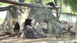 Un-bear-lievable! Bear enjoys refreshing cool shower like human