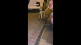 Young couple adopt stray feline and take good care of it in China