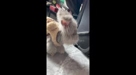 Chinese girl owns a cute Angela rabbit which looks like a stuffed toy