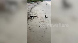 Thai tourist and American wife attacked by stray dogs on beach