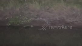 Brave villagers catch three-foot crocodile that emerged from canal in Thailand