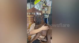Clingy huge dog sits on owner's lap like to cuddle