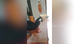 Curious hornbill visits resident's room to ask for food
