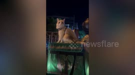 Cute cat rides with motorcycle parcel courier making deliveries