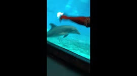 Dolphin laughs at man doing a cartwheel at Baltimore National Aquarium !