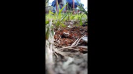 The ants were marching on the ground collecting food as the sun is rising hot for the food is stocked for a rain to come