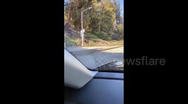 US: Strong Winds Knock Down Trees In California’s Bay Area 3