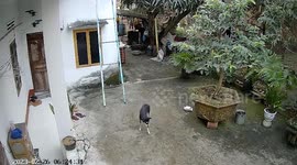 Thief steals family's pet dog in broad daylight in Vietnam