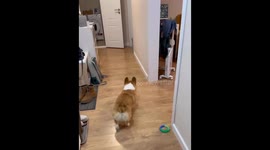 This cute Corgi from Russia loves playing hide-and-seek
