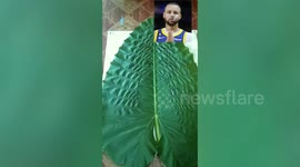 Artist carves out giant leaves to make portraits of celebrities