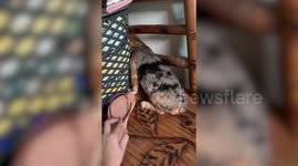 Guilty pet dog hides behind clothes hamper after chewing on owner's slippers