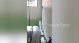 Terrified resident finds cobra crawling along ledge of laundry room