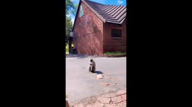 We were a a resort in South Africa. A great animal encounter while vacationing. Fed the wild monkeys.