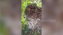 Ant nest visible from inside cafe after insects built home along glass windows