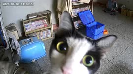 Funny pet cat plays peek-a-boo with their home's security camera