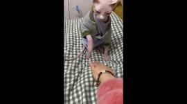 Sphynx cat loves to play Paw-On-Top game with owner