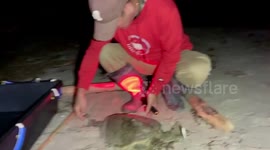 Fisherman helps endangered green sea turtle found stranded on beach in Japan