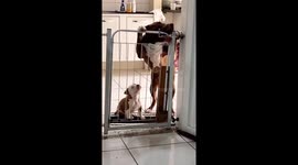 Pitbull and Puppy Duo's Hilarious Escape Attempt Caught on Camera!