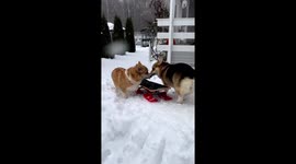 Corgi sisters Mary and Maggie love snowboarding