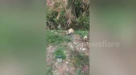 Exhausted injured stray dog rescued from pond