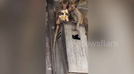 Greedy monkey refuses to share food with its friend