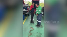 Paramedic stand still like statues as snake slinks around their feet during training exercise