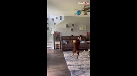 A champ dog doesn't let his balloon hit the ground, even on the verge of falling!