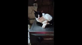 Cat willing to be cooked, yummy kitty.