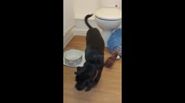 Dog kills a fast-moving giant spider to save his terrified owner!
