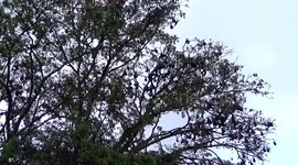 Thousands of Bats Nest In Trees In The Middle Of Cities In Batusangkar District Indonesia on March 16, 2023