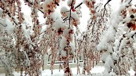 Trees and power lines damaged as Chinese province hit by unexpected spring snowstorm