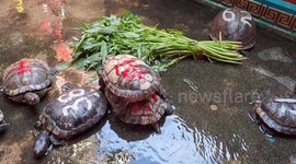 Hilarious footage shows tortoise hitching a free ride on fellow tortoise's back
