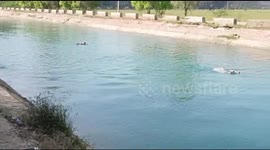 Man, 70, jumps into canal and swims 2km to save drowning cow in India