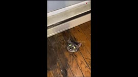 Woman is confused & concerned after seeing her cat stuck in the floor