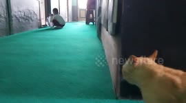 Two tom cats were arguing when fighting for molly were interrupted by a 3 -year -old boy in Indonesia
