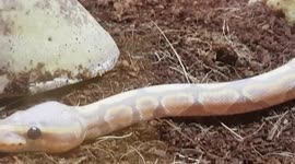 Python species of snake which is a smaller size and are strong animals