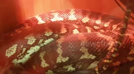 Carpet Python Snake is a large size constrictor species with white band pattern
