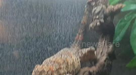 Lizard reptile animal is camouflaged and looks like the wooden branch