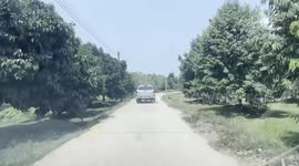 Armed police launch overnight patrols at durian farms targeted by thieves
