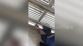 Stray cat rescued after falling from police station window