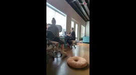 'That's sneaky!' - Woman goes stealth mode to let dogs in while husband is attending online meeting