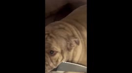 Dog in LA steals huge knife and refuses to let go causing chaos for owner