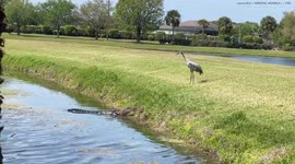 Alligator humiliated by bird after tense standoff sees it flee into water